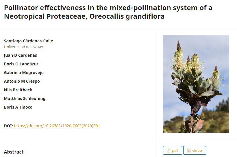POLLINATOR EFFECTIVENESS IN THE MIXED-POLLINATION SYSTEM OF A NEOTROPICAL PROTEACEAE,OREOCALLIS GRANDIFLORA