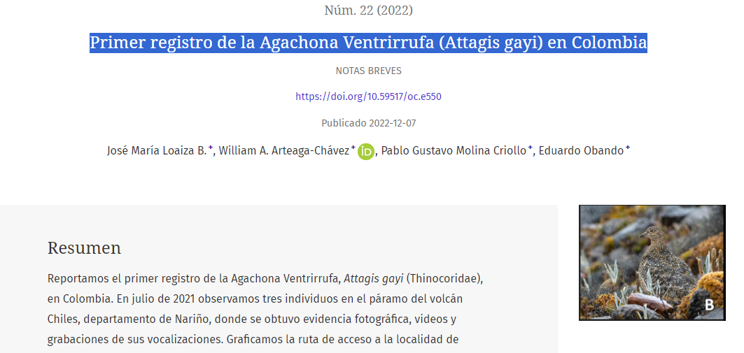 Primer registro de la Agachona Ventrirrufa (Attagis gayi) en Colombia
