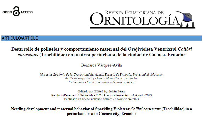 Desarrollo de polluelos y comportamiento maternal delOrejivioleta Ventriazul Colibri coruscans(Trochilidae) en un área periurbana de la ciudad de Cuenca, Ecuador