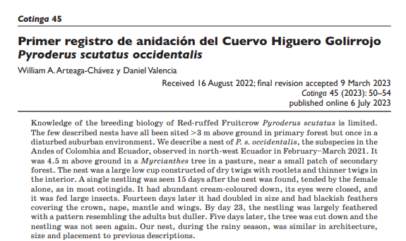 Primer registro de anidación del Cuervo Higuero Golirrojo Pyroderus scutatus occidentalis