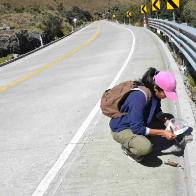 Árboles y arbustos en los bordes de vías en paramos pueden ser trampas para aves