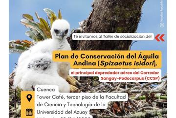 Plan de Conservación del Águila Andina (Spizaetus isidori) ‼️