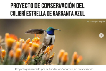 🐦 ¡Protegiendo al colibrí Estrella de Garganta Azul!