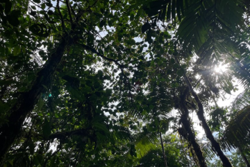Biodiversity resilience in a tropical rainforest 🍃