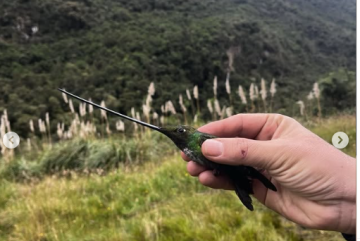 🌿🐦 Jornada de Anillamiento de Aves en el Parque Nacional Cajas🐦🌿