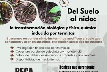 Beca Maestría Recursos Naturales Renovables - Termitas