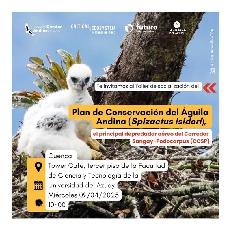Plan de Conservación del Águila Andina (Spizaetus isidori) ‼️