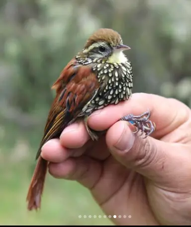 PROGRAMA DE MONITOREO DE AVES EN EL PARQUE NACIONAL CAJAS 🐦‼️
