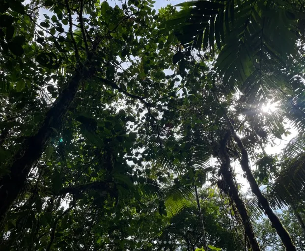 Biodiversity resilience in a tropical rainforest 🍃