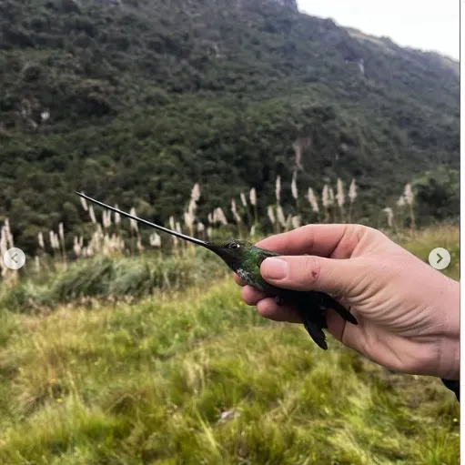 🌿🐦 Jornada de Anillamiento de Aves en el Parque Nacional Cajas🐦🌿