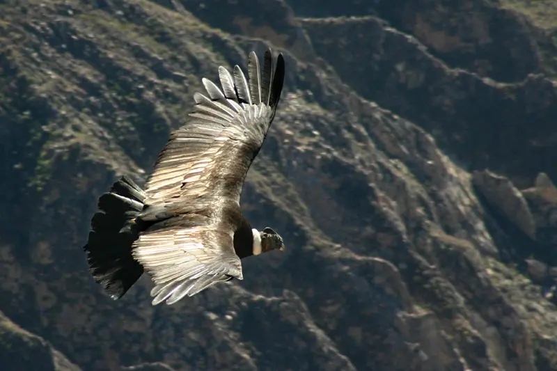 Resumen de publicación: "Distribución y caracterización del hábitat del cóndor andino en los Andes sur del Ecuador" como parte del XII Congreso Internacional de Manejo de Fauna Silvestre en la Amazonía y Latinoamérica